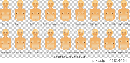 Female Bust Shapes Stock Photos - 16,214 Images