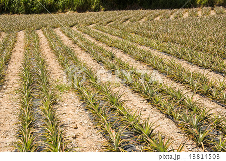 landscape of pineapple farm 43814503