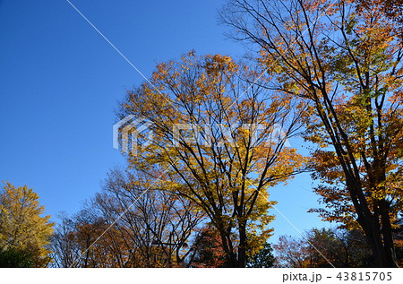 小金井公園の紅葉 43815705