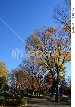 小金井公園の紅葉 小金井公園の紅葉 43815706