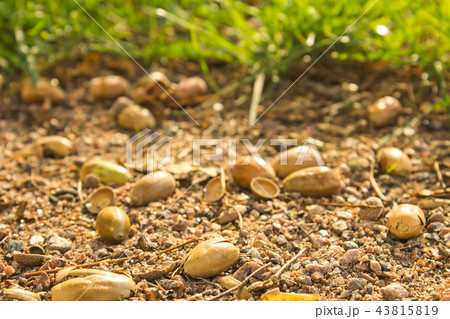 autumn acorns lying on the ground close-up. autumn acorns lying on the ground close-up. 43815819