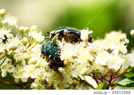 昆虫 昆虫 43815998