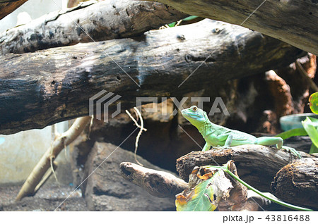 ヒロオビフィジーイグアナ 43816488