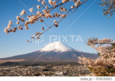 新倉山浅間公園から見る富士山と桜 43816891