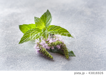 Fresh mint flowers and leaves on a grey table. Fresh mint flowers and leaves on a grey table. 43816926