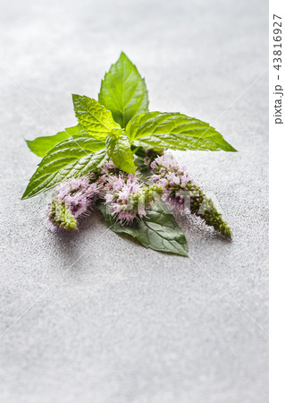 Fresh mint flowers and leaves on a grey table. Fresh mint flowers and leaves on a grey table. 43816927