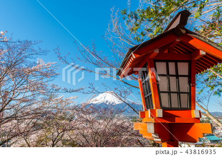 新倉山浅間公園から見る富士山と桜 43816935