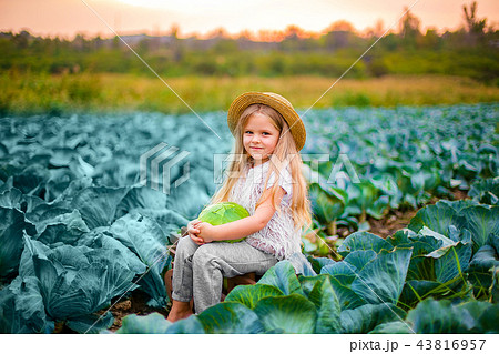 Happy girl in straw hat on cabbage field with basket of vegetables 43816957
