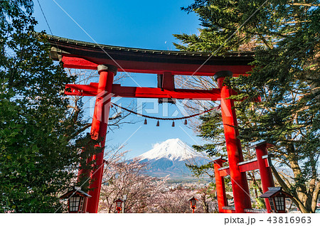 新倉山浅間公園の鳥居から見る富士山と桜の写真素材 [43816963] - PIXTA