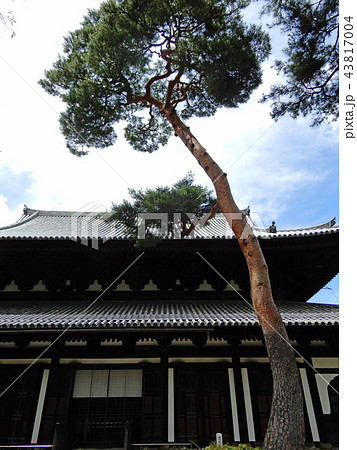 相国寺　法堂と松 43817004