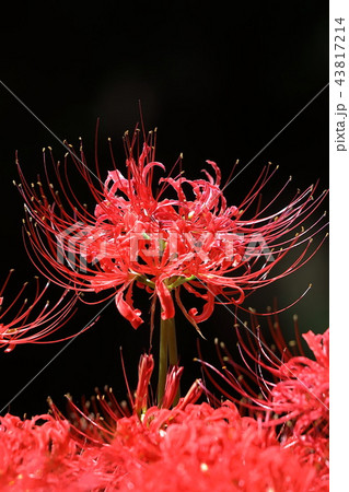 七ツ森古墳の彼岸花 43817214