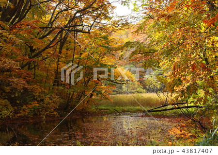 長沼 長沼 43817407