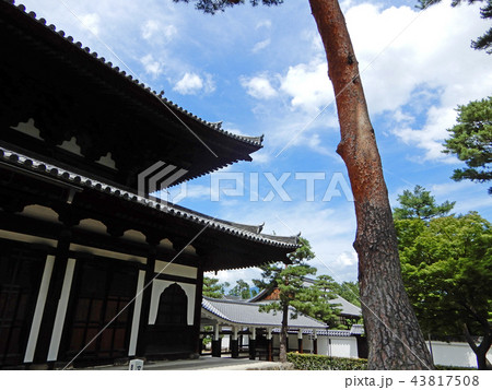 相国寺　法堂と松 43817508