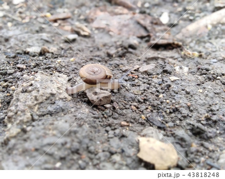 Snail's pace, a snail on the ground Snail's pace, a snail on the ground 43818248
