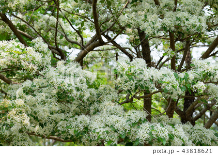 花 フラワー お花 43818621