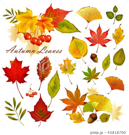 紅葉のセット 43818700