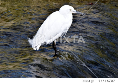 コサギ 43818707