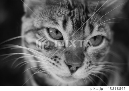 猫（正面） 43818845