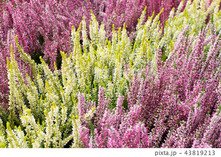 Heather, Erica Flower, Calluna, Gardener Heather Heather, Erica Flower, Calluna, Gardener Heather 43819213