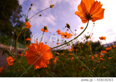 キバナコスモスの頃 43819263
