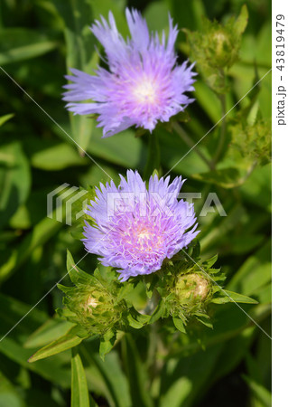 Stokes aster 43819479