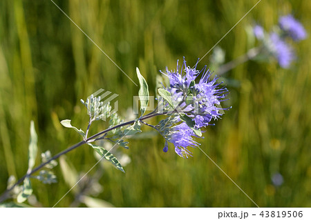 Bluebeard Heavenly Blue Bluebeard Heavenly Blue 43819506