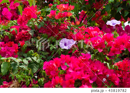 花 フラワー お花 43819782