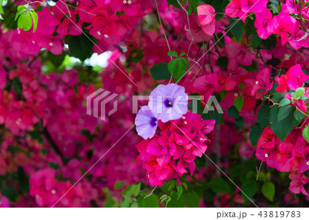 花 フラワー お花 43819783