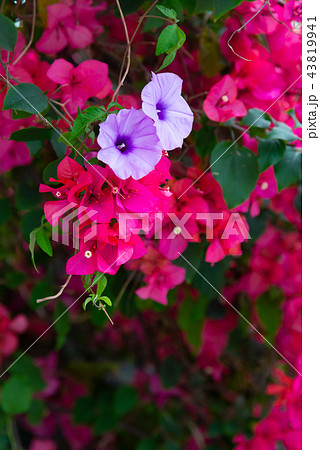花 フラワー お花 43819941