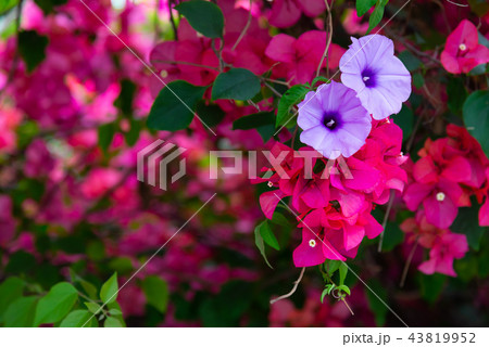 花 フラワー お花 43819952