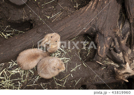 巣のそばのプレーリードッグ　 43819960