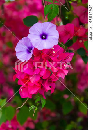 花 フラワー お花 43819980