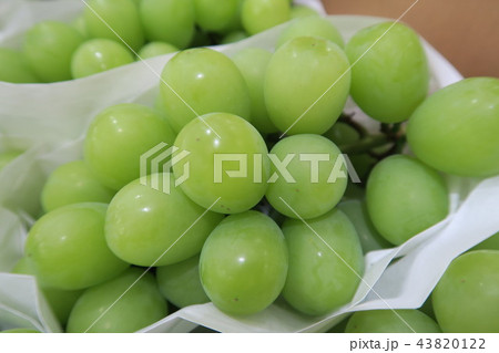 ぶどう ぶどう 43820122