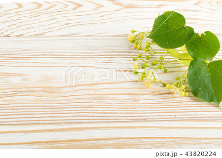 Linden Flowers Background Linden Flowers Background 43820224