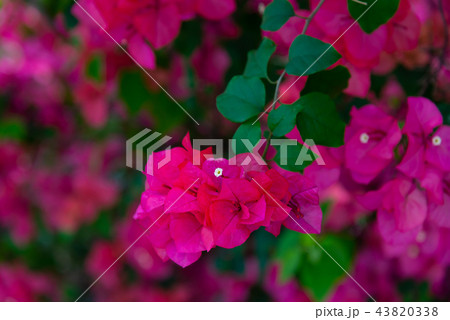 花 フラワー お花 43820338