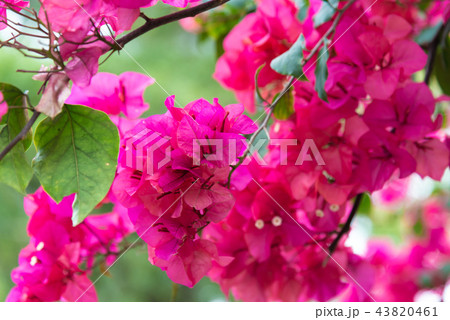 花 フラワー お花 43820461