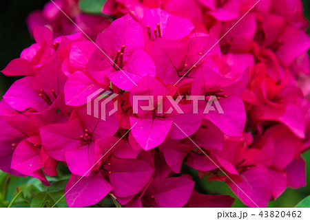 花 フラワー お花 43820462