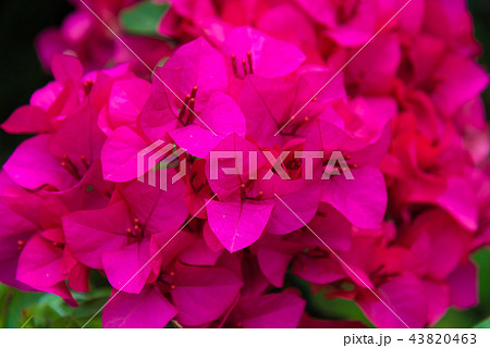花 フラワー お花 43820463