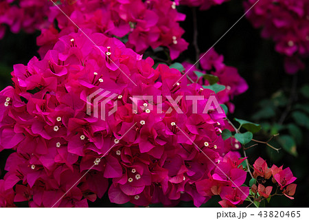 花 フラワー お花 43820465