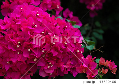 花 フラワー お花 43820466