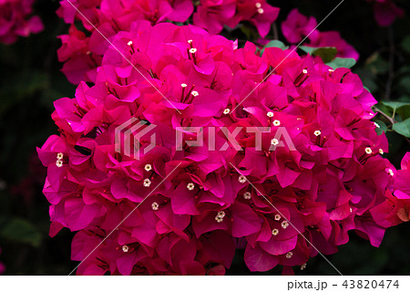 花 フラワー お花 43820474