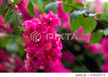 花 フラワー お花 43820475