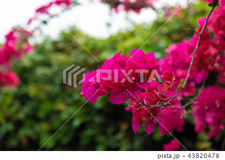 花 フラワー お花 43820478