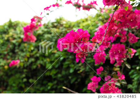 花 フラワー お花 43820485