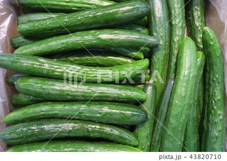 きゅうり 43820710