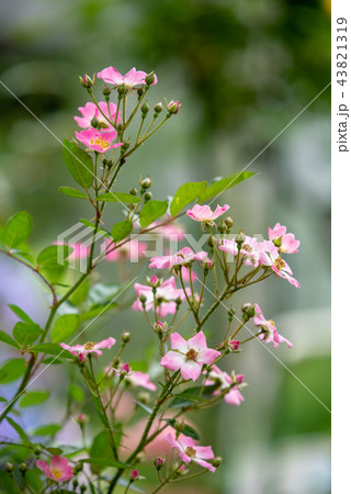 一重咲きのピンクのミニバラの写真素材