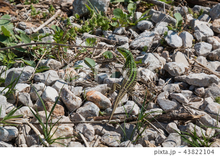 Lizard in the nature 43822104