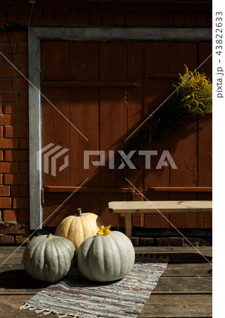 Pumpkins for halloween in the courtyard 43822633