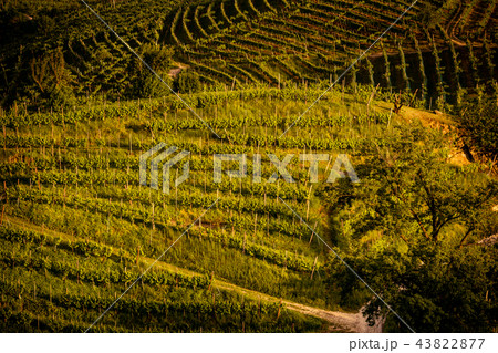 Prosecco region, view of hills with vineyards 43822877
