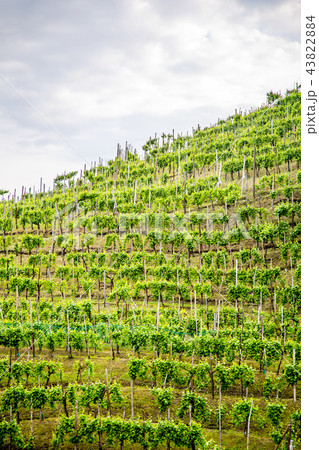 Prosecco region, view of hills with vineyards Prosecco region, view of hills with vineyards 43822884